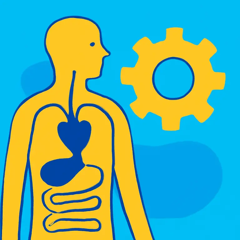 Anatomía y Funciones - portada del puzzle